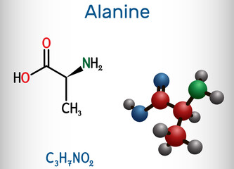 Alanine, L-alanine, Ala, A molecule. It is non-essential amino acid. Structural chemical formula and molecule model.