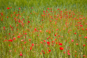 Fototapeta premium Red poppy