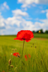 Red poppy