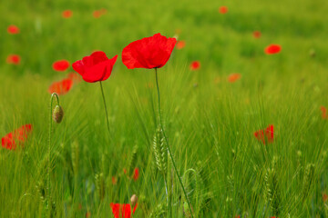 Red poppy