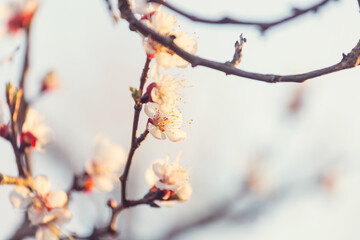 Blossom tree