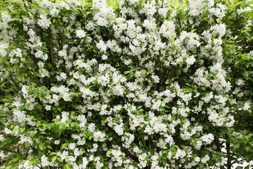 Obraz premium Blooming of a wild garden apple tree. White flowers on green leaves.