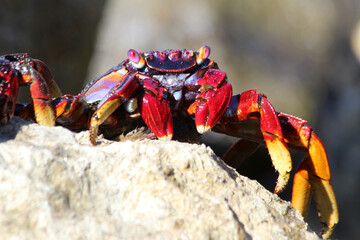 rote_Klippenkrabbe