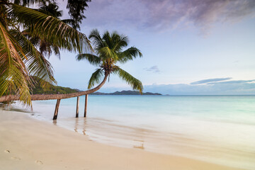 Morning on a sandy beach with a hanging palm tree