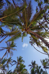 Obraz na płótnie Canvas View of the sky from under the palm trees
