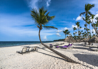 Sunbeds on the sandy beach under a palm tree