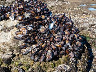 California Mussel (Mytilus californianus) in intertidal zone at  Tar Pits Beach in Carpinteria, California