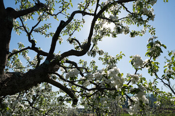 Blooming apple tree branch against blue sky