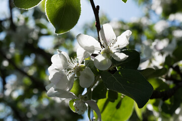 Blooming apple tree branch against blue sky