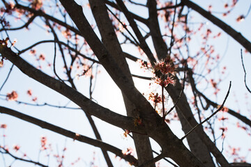 Blooming red maple. Branches of a tree with red buds against the blue sky.
