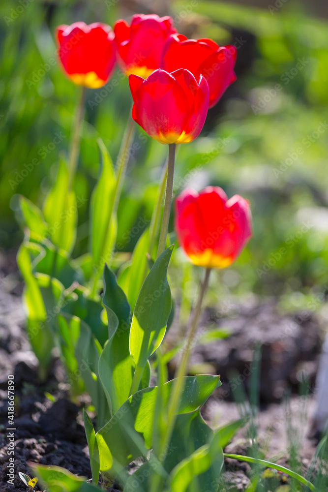 Poster tulip