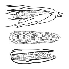 Sweet corn. Vector hand drawn vegetables isolated on white background