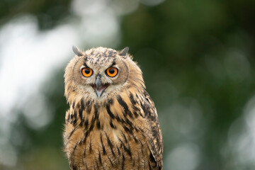Eurasian Eagle Owl, Bubo bubo, a large species of Eagle Owl. Sit in a tree, open beak, red eyes staring at you. One of the largest species of owls
