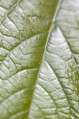 green avocado leaf close up