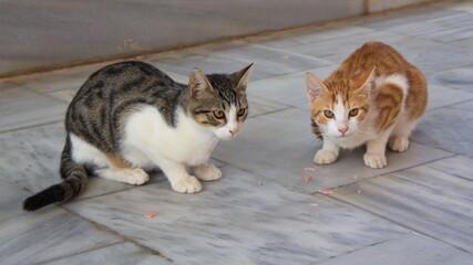 Fototapeta na wymiar Cat in Crete in Greece, Europe 