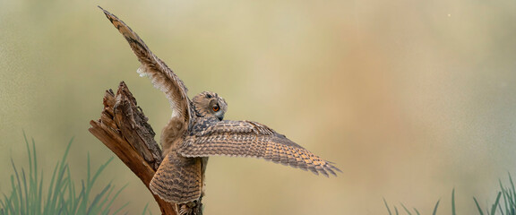Panorama of a Eurasian Eagle Owl. Sit on a stump. Spread the wings for takeoff. Bird looks back, the red eyes stare at you. Beautiful blue and green sky in the background. Composite photo. Cover
