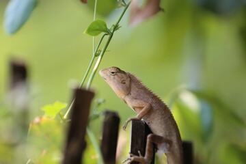 Close up of Thai chameleon