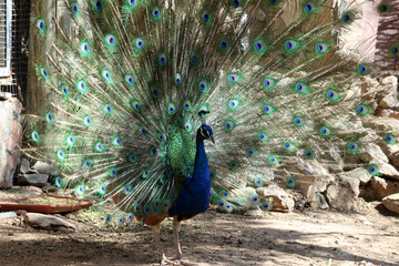 Obraz premium blauer_Pfau