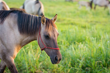 Fototapeta premium portrait of a horse