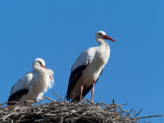 (Ciconia ciconia) White storks, male and female  on their nest platform on pylon