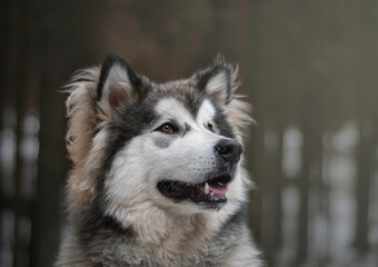 Alaskan malamute puppy in the forest. Fluffy wolf dog waiting for a treat. Canine themed photography. Selective focus on the eyes, blurred background.