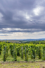 Fototapeta na wymiar Summer vineyard nearby Strekov, Southern Slovakia