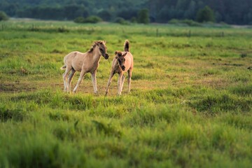 Naklejka premium horses in the meadow