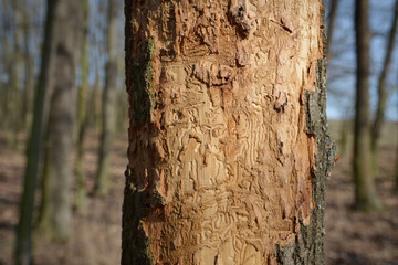 Detail of maple tree after bark beetle infestation. Tree with damaged bark.  Pathways in wood from bark beetle larvae.