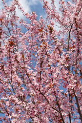 spring pink cherry blossoms with blossoming flowers against the blue sky.