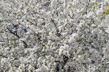 spring white cherry blossoms with blossoming flowers