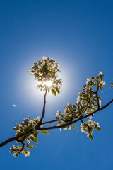 flowers and buds of fruit trees in spring