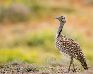 Wildlife Desert