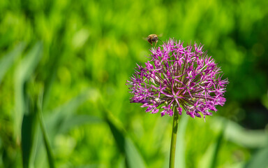 decorative onion with a bee, beautiful violet, purple spring flowers in the meadow, floral background of flowers