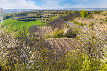 Fototapeta na wymiar Spring vineyard near Lampelberk, Znojmo region, Southern Moravia, Czech Republic