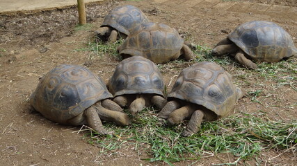 Obraz premium Giant tortoises in Mauritius