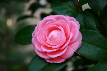 ピンクの椿