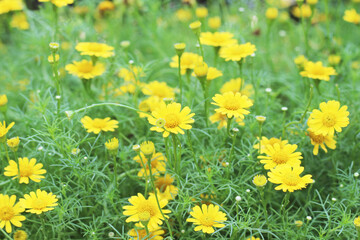 Small cute yellow, flowers to decorate your garden or use as a colorful wallpaper.