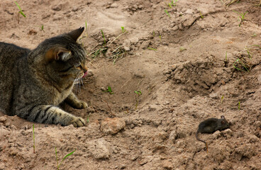 a cat hunting a mouse in its natural environment