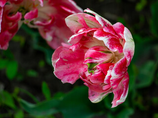beautiful red, pink tulips with white streaks in the flowerbed, messengers of spring, sunny day, spring mood