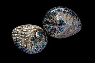 External surface of a sea shell ,have been polished ,black background.