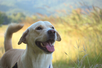 funny labrador dog smile in park with copy space