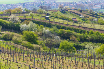 Fototapeta na wymiar Spring vineyard near Mutenice, Southern Moravia, Czech Republic