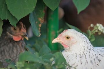 chickens
