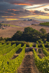 Tuscany's most famous vineyards near town Montalcino in Italy © Richard Semik