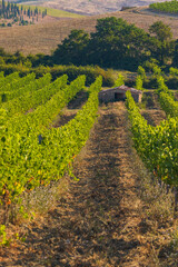 Tuscany's most famous vineyards near town Montalcino in Italy