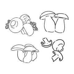 Mushrooms Champignon. Vector hand drawn vegetables isolated on white background