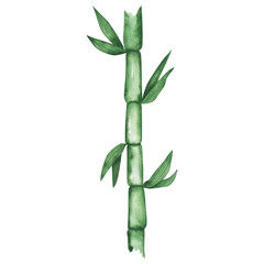 Watercolor bamboo branch isolated on a white background. Hand-drawn green clipart. Illustration of an Asian plant. Cute garden object. Zen. Natural stem.