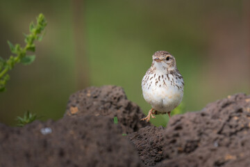 Pipit on a branch