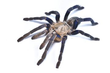Closeup picture of the cobalt blue earth tiger tarantula Haplopelma (Cyriopagopus) lividum [Araneae: Theraphosidae: Ornithoctoninae] from Thailand and Myanmar, photographed on white background.