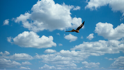 Bird & Clouds